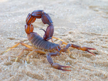 Soñar con alacranes